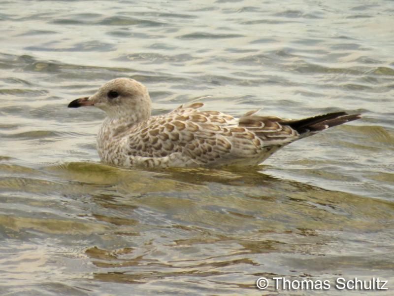 Ring-billed Gull juv 7-22-15 Sheb NorthPoint1