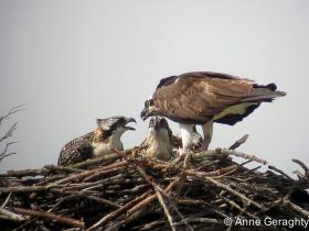 APS_Geraghty_osprey_osprey feeding 1-1