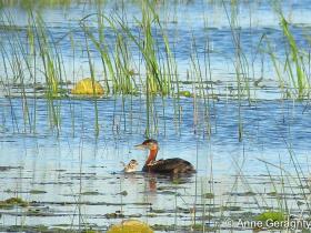APS_Geraghty_red-necked grebe_red-necked grebe w chicks 4-1