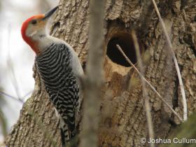 APS_Cullum_Red-bellied Woodpecker_IMG_5656 2-1