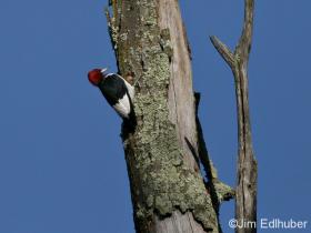 Jim Edlhuber Red-headed Woodpecker_5635 10 13 13