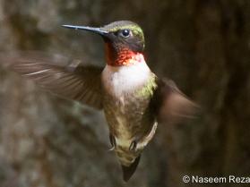 Approved_APS_Reza_Ruby-throated Hummingbird_20070527008-1