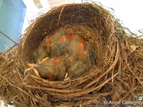 APS_Geraghty_American robin_robin's nest - chicks day   6-1