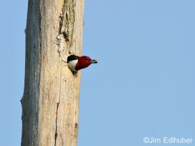 Jim Edlhuber Red-headed Woodpecker_6130 7 1 12