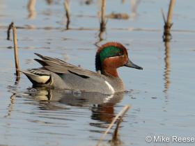 greenwingedteal8522-a