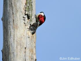 Red-headed Woodpecker_8192 7 25 12