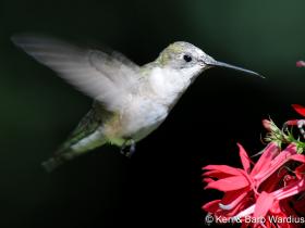 APS_Wardius_Ruby throated hummingbird_Female Ruby-Throated Hummingbird on Cardinal Flower-1