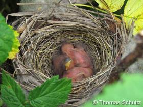 Indigo Bunting nestlings 7-2-13 home1