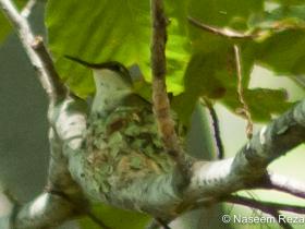 APS_Reza_Ruby-throated Hummingbird_RTBU on nest-1