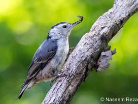 APS_Reza_White-breasted Nuthatch_2015 08 04_0802-1