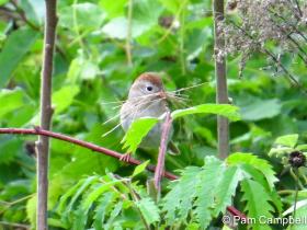 APS_Campbell_field sparrow_Field sparrow 005-1