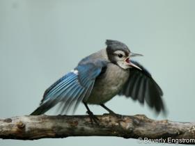 APS_Engstrom_Blue Jay_IMG_3597-1