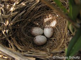 Vesper Sparrow nest 6-18-09 Folsom