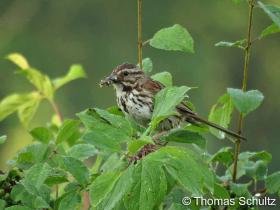 Song Sparrow 6-27-15 WhiteRiverMarsh - carrying food