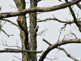 Jim Edlhuber Red-headed Woodpecker_8805 7 25 12