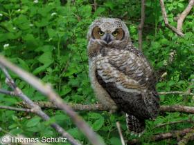 Great Horned Owl imm 5-19-11 Kreston's4