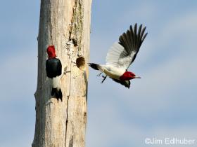 Jim Edlhuber Red-headed Woodpecker_6381 7 1 12
