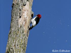 Jim Edlhuber Red-headed Woodpecker_6790 5 11 12