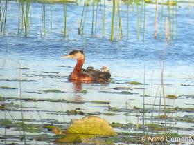 APS_Geraghty_red-necked grebe_red-necked grebe w chicks 2-1
