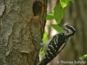 Hairy Woodpecker f at nest 6-10-05 Hattie Sherwood Campground
