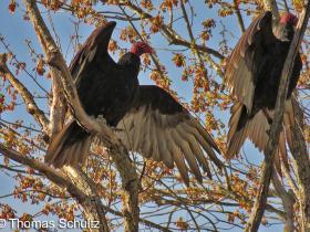 Turkey Vultures 5-1-15 along Fox River Princeton1