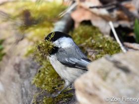APS_Finney_Black-capped Chickadee_carrying nesting material-1