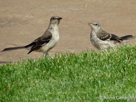 APS_Geraghty_Northern Mockingbird_northern mockingbird - EC - adult & fledgling-1