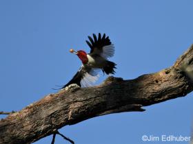 Jim Edlhuber Red-headed Woodpecker_6081 10 13 13