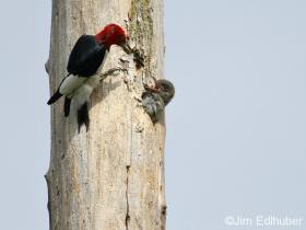Jim Edlhuber Red-headed Woodpecker_8685 7 25 12