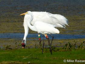 greategret_vs_whooper7655-a-1
