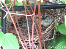 APS_Geraghty_Chipping Sparrow_chipping sparrow - on nest-1