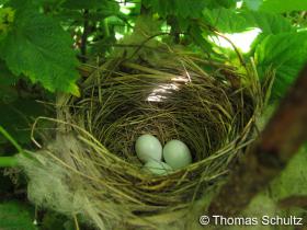 Indigo Bunting nest 6-28-13 home