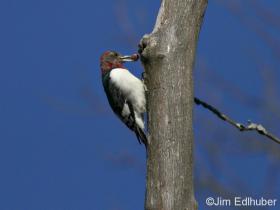 Jim Edlhuber Red-headed Woodpecker_3339 11 19 13
