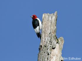 Jim Edlhuber Red-headed Woodpecker_7045