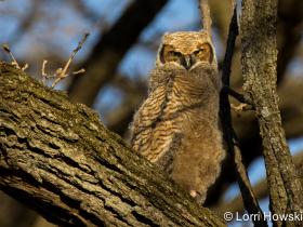 APS_Howski_Great Horned Owl_IMG_1223-1