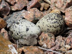 APS_Geraghty_kildeer_kildeer - eggs in nest-1