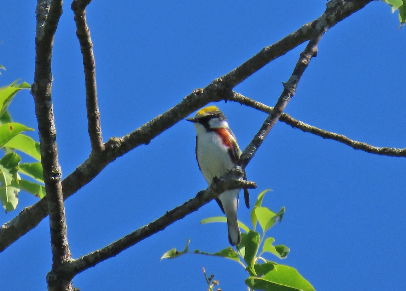 <b>Chestnut-sided Warbler</b> perched on a branch.