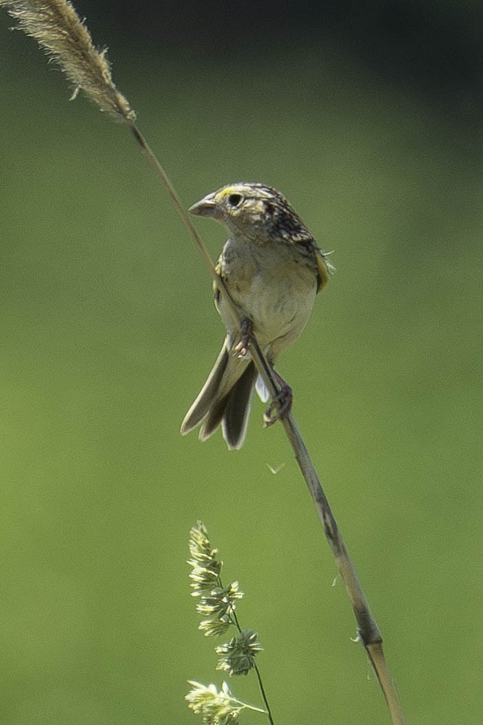 <b>Grasshopper Sparrow</b> on a piece of tall prairie grass with green foliage in the background.