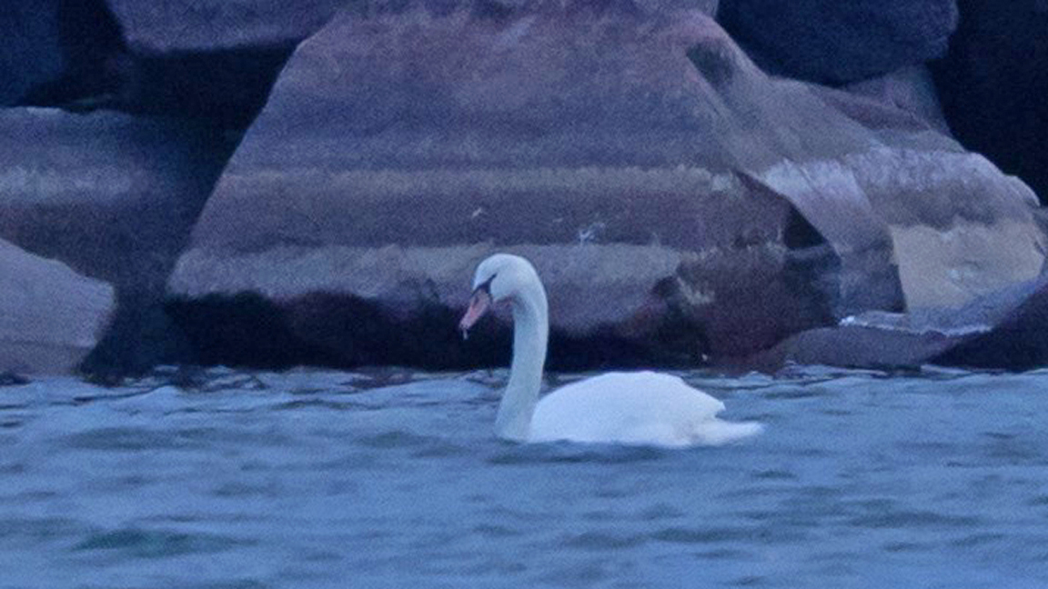 A <b>Mute Swan</b> swims in front of a break wall.