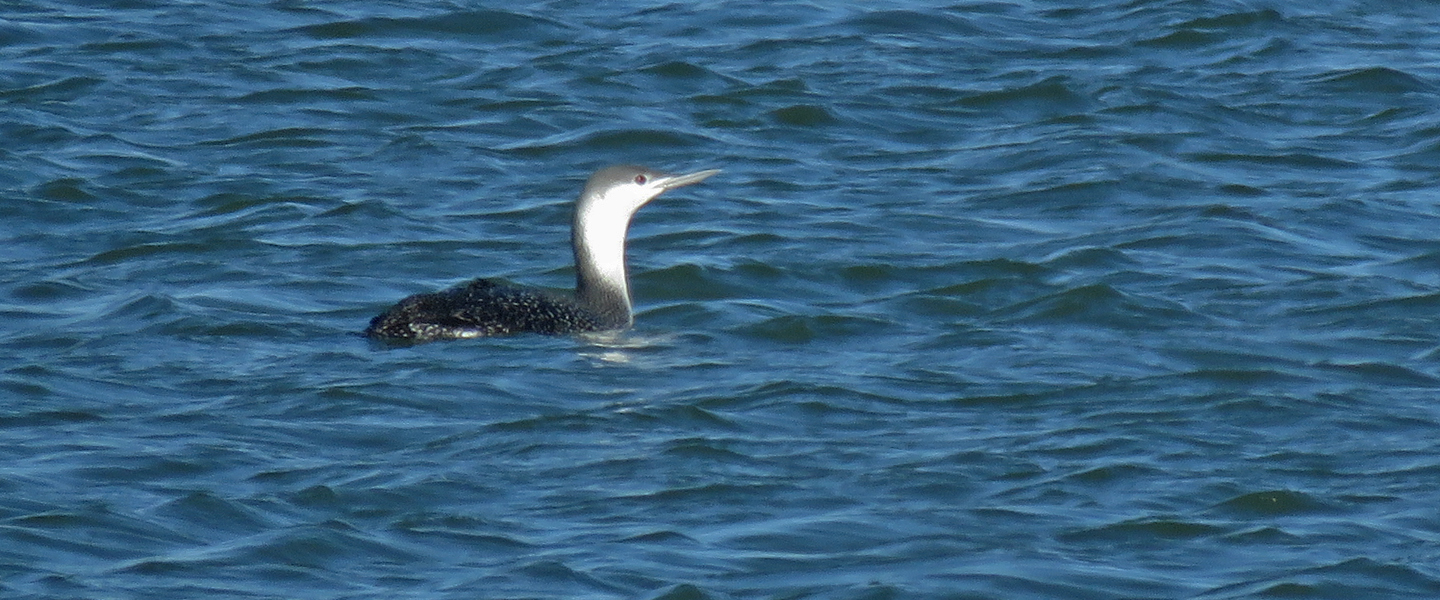 <b>Red-throated Loon</b> floating in the sunshine on Lake Michigan.