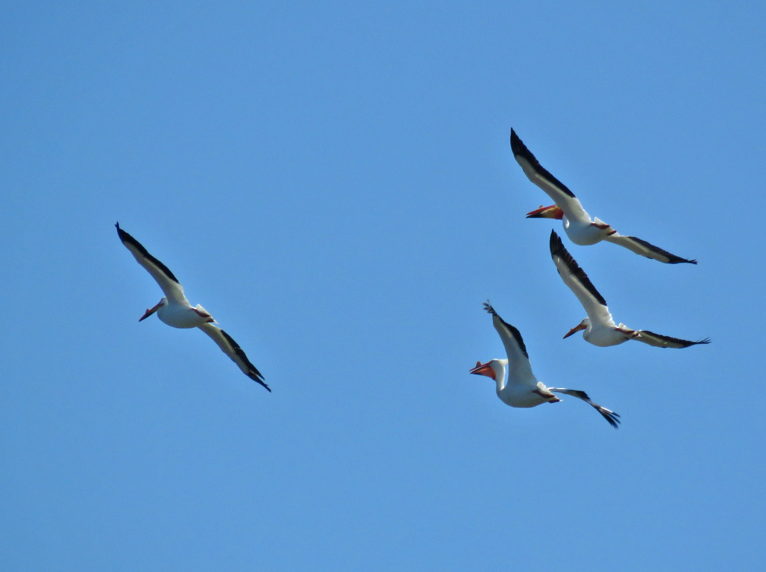 Am White Pelicans flt 2022 5 7 Lake Maria 4602