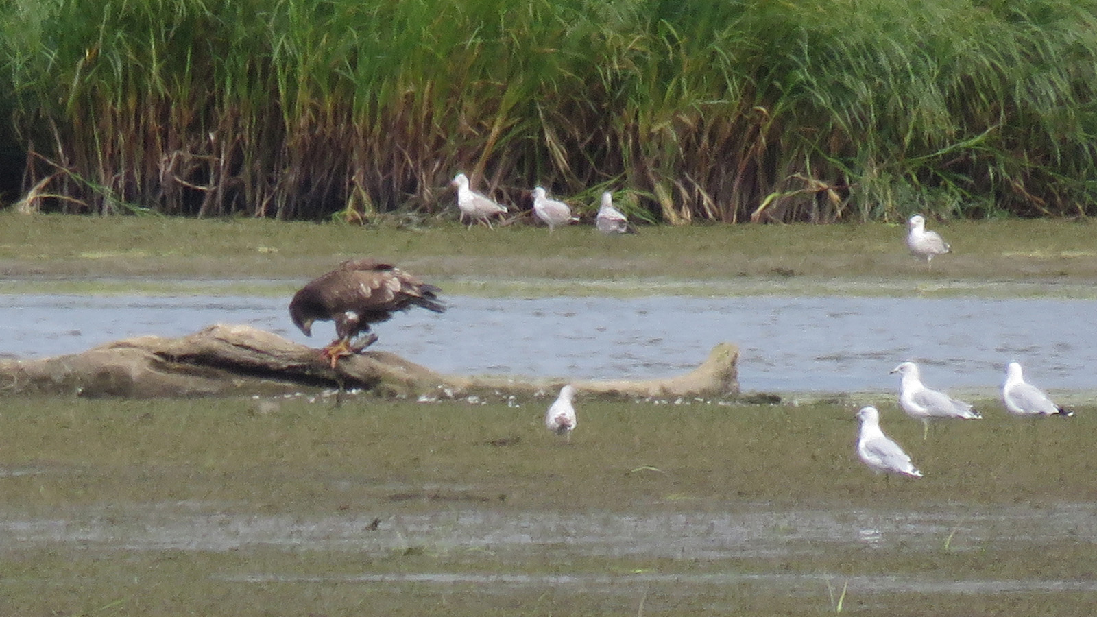 Immature <b>Bald Eagle</b> on log enjoying a snack. Photo taken by Tom Schultz.