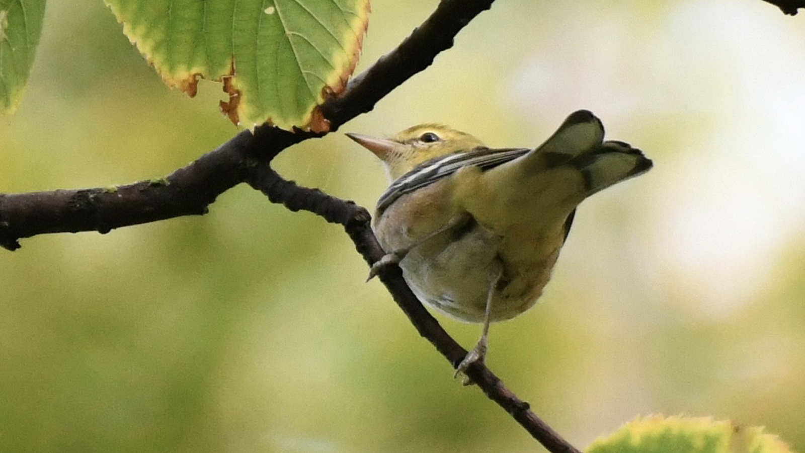 <b>Bay-breasted Warbler</b> by Matt Klemme