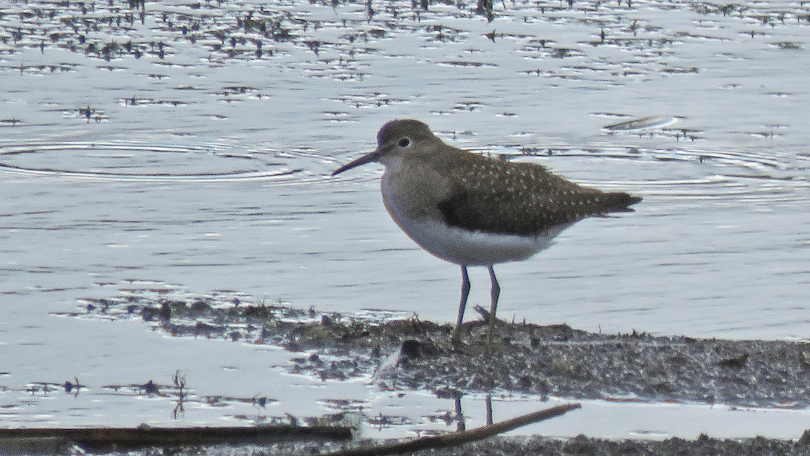 A <b>Solitary Sandpiper</b>. Photo by Tom Schultz.