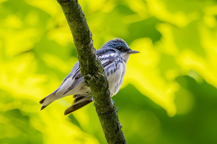 <b>Cerulean Warbler</b>, Photo: Amy Harbach