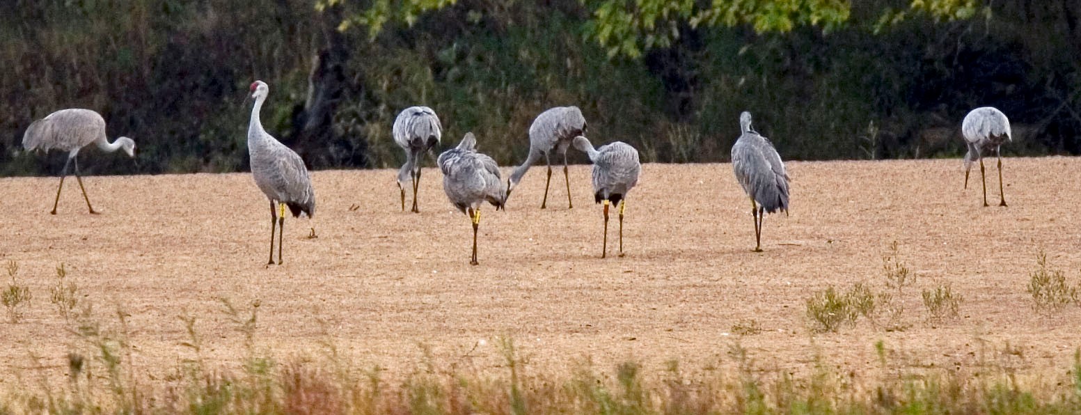 CRANES flock of <b>Sandhill Crane</b>s Tom Lynn photo 11 22