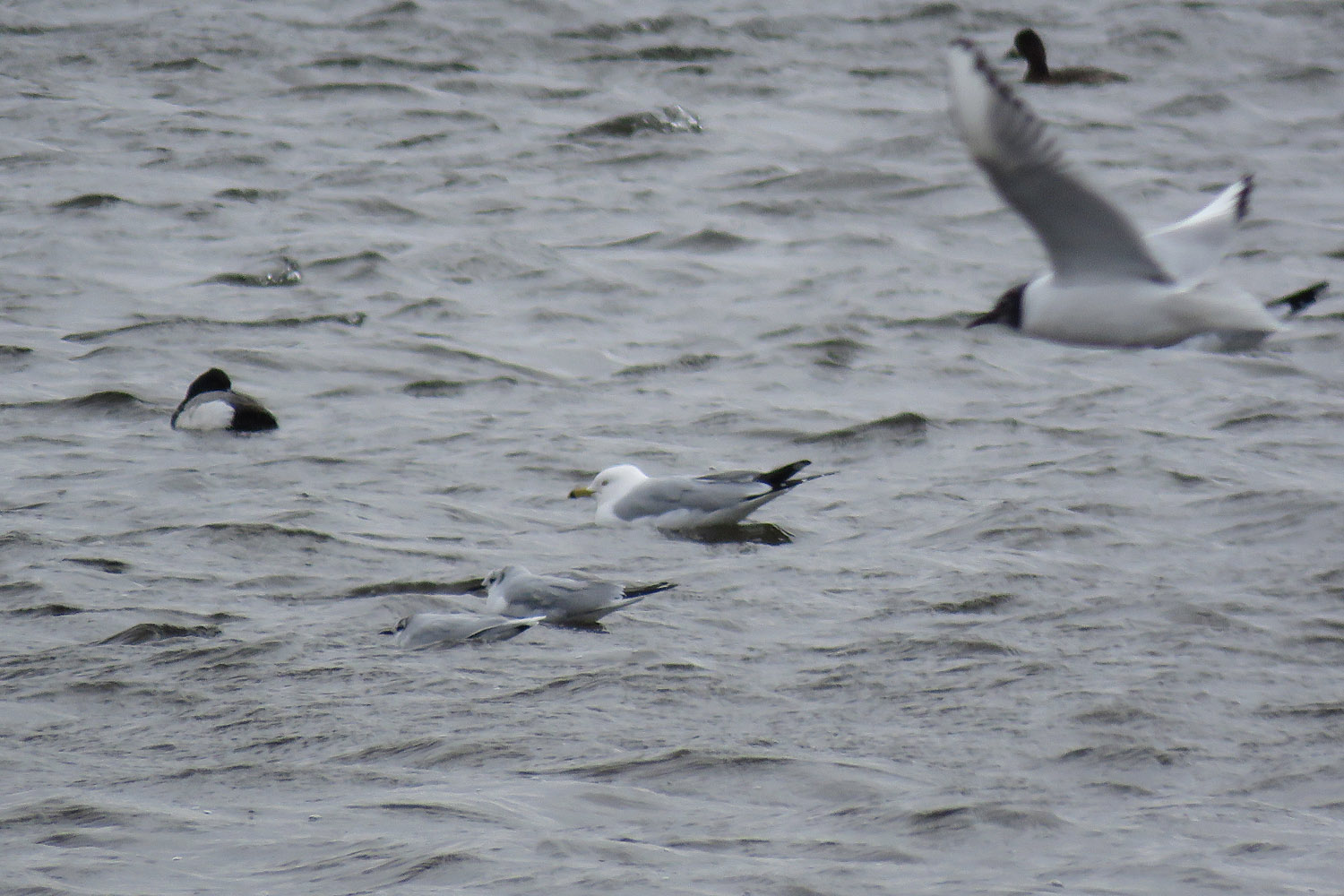 Goose Pond Trip 2022 3 26 1466 <b>Little Gull</b> with Bonapartes Ring billed