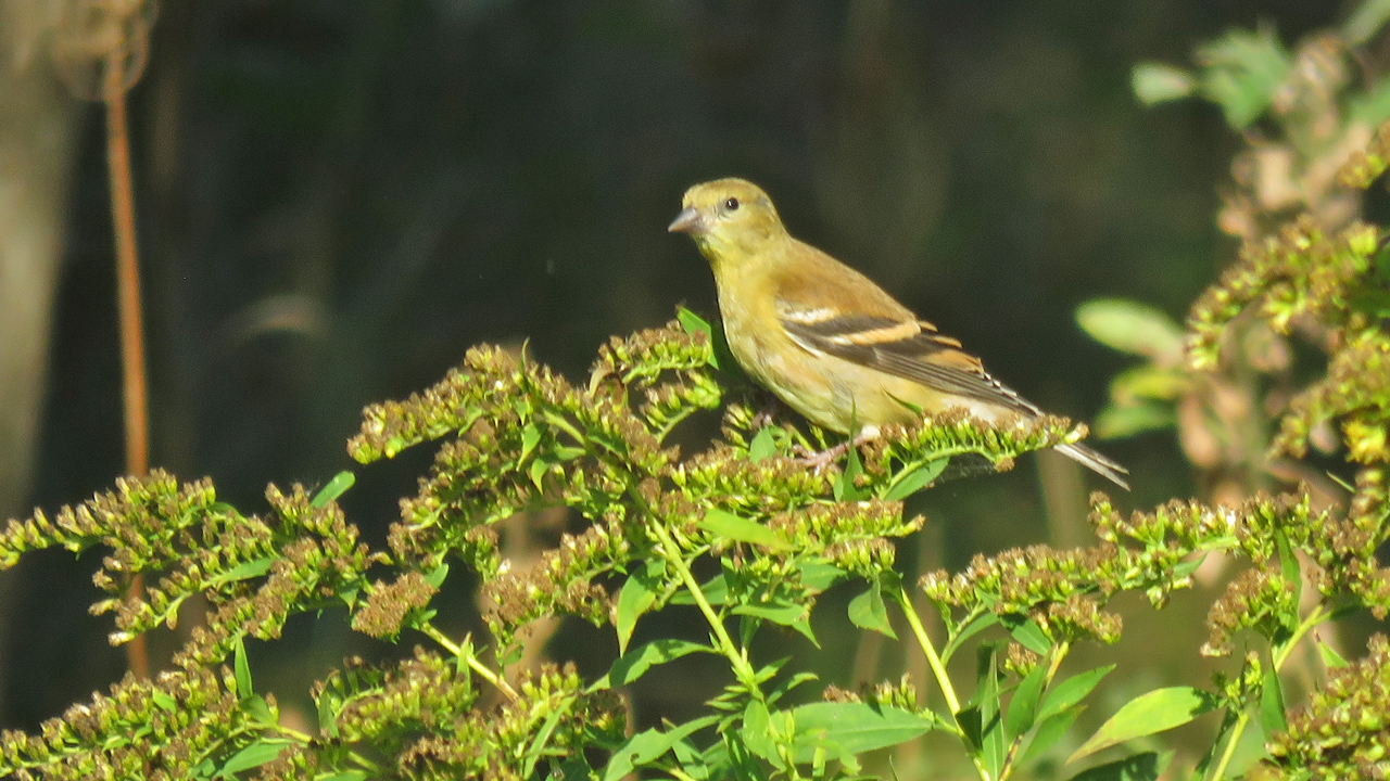 American Goldfinch perched on foliage.