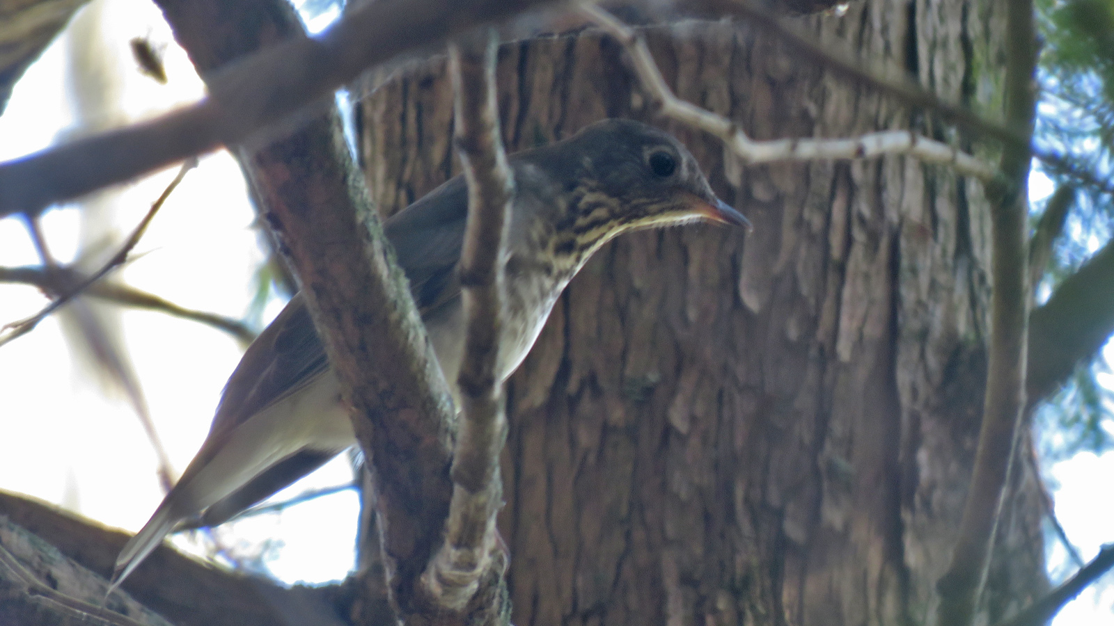 Gray-cheeked Thrush perched in tree. Photo by Tom Schultz
