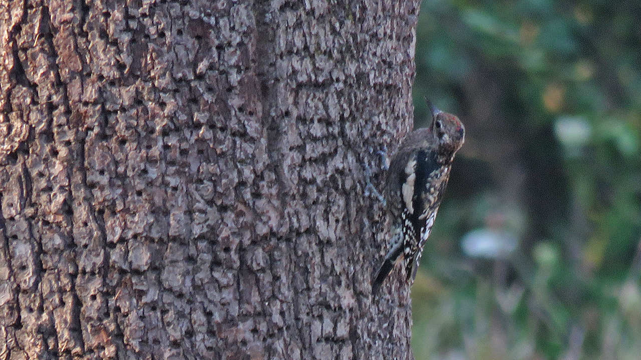 Yellow-bellied Sapsucker clinging to large tree trunk.